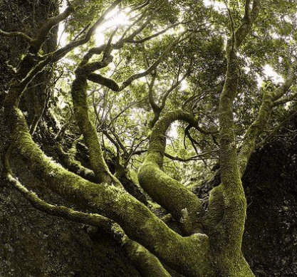 La fuerza de la&nbsp;Naturaleza