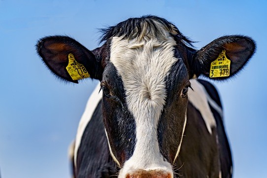 LA VACA NO DA LECHE..